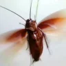 sulufciradic