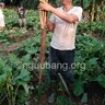 gobofarm