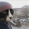 meocodoc