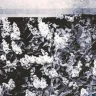 Hu11111