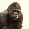 SilverBack