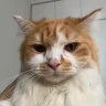MewMeo