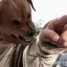 đụng máy mà móp