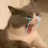 pvdduy