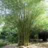 Cây tre Việt Nam