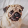 Chomase