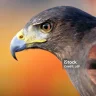 black falcon
