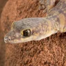 BrownGecko