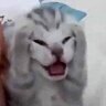 meohaiduoi