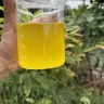 vanvit