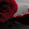 Blood&Rose