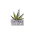 canabis