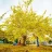 duong_ngoc