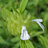 Lamiaceae