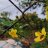 hoaiquoc0210