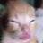 adart