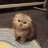 chiuchiu@t