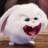 Thỏ Cony