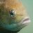 GreenFish