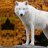 heywolf