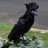 Crow Dog