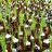 Đỗ Hữu Điền