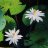 vynphn