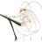 Pheromosa