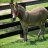 Julian Nguyen