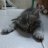 God of cat