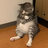 CodingCat