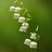 Lily of the valley