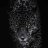 Fox_M