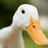 VietNamDuck