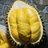 leson durian one-member