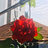 nhatdang082000