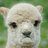 Llamasad