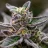 Sativa Flower