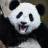 Panda the man
