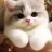 concusocute