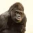 SilverBack
