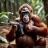 Orangutan