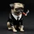 Pug Dog