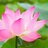 lotusflower