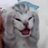 meohaiduoi